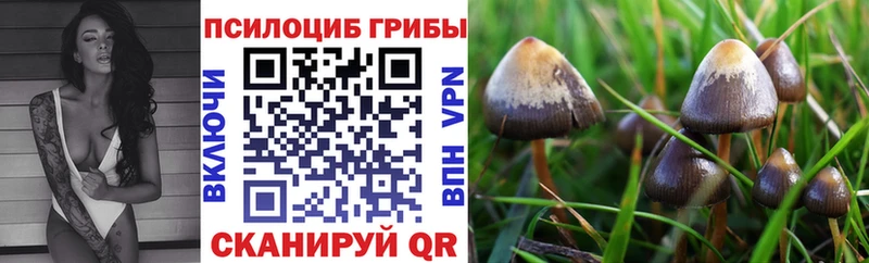 Галлюциногенные грибы Psilocybine cubensis  магазин продажи наркотиков  Чулым 